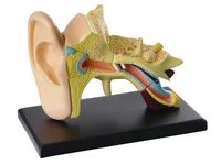 Anatomisk modell Öra 7,7 cm Begränsat erbjudande