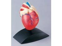 Anatomisk model Hjärta 1:1 Kundfavorit
