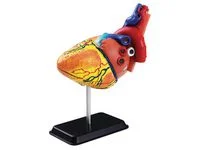 Anatomisk modell Hjärta 14 cm Begränsat antal
